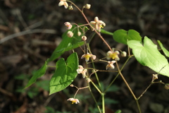 Epimedium pubigerum