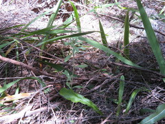 Gamochaeta simplicicaulis