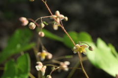 Epimedium pubigerum