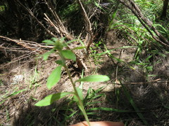 Gamochaeta simplicicaulis