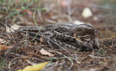 Caprimulgus madagascariensis