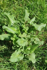 Rumex confertus