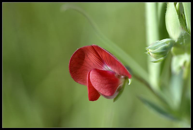 Lathyrus cicera
