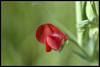 Red Vetchling - Photo (c) J. GÃ¡llego, some rights reserved (CC BY-NC-ND)