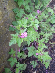 Geranium robertianum
