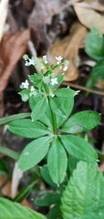 Galium echinocarpum