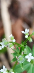 Galium echinocarpum