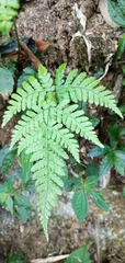 Dryopteris formosana