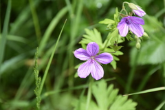 Geranium asphodeloides