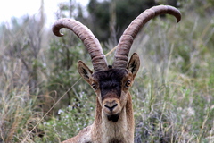 Spanish Ibex photo 2