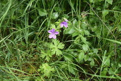 Geranium asphodeloides