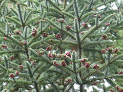 Abies pinsapo marocana