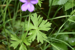 Geranium asphodeloides