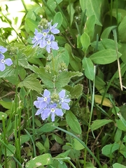 Veronica chamaedrys