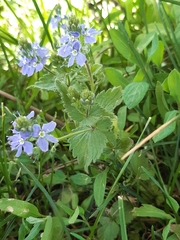 Veronica chamaedrys