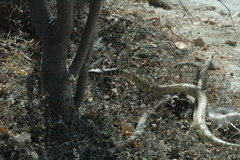Masticophis fuliginosus