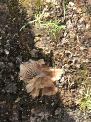 Fungi