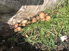 Fungi