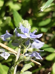 Veronica chamaedrys