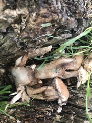 Fungi