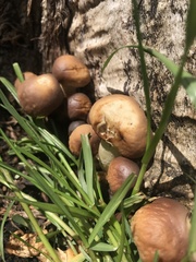Fungi