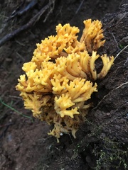 Ramaria subaurantiaca