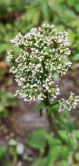 Valeriana flaccidissima