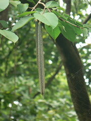 Wrightia arborea