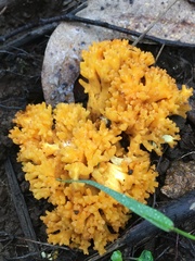 Ramaria subaurantiaca