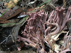 Ramaria versatilis