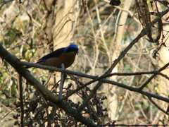 Pipraeidea melanonota