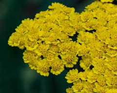 Achillea filipendulina