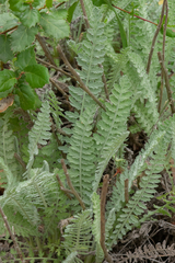Achillea filipendulina