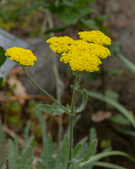 Achillea filipendulina