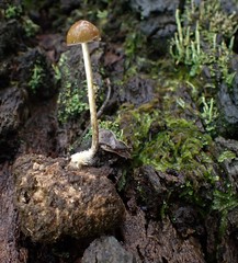Psilocybe alutacea