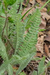 Achillea filipendulina