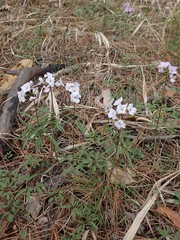 Cardamine trifida