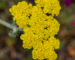 Achillea filipendulina