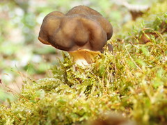Gyromitra sphaerospora