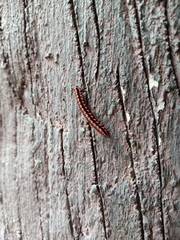 Antheromorpha uncinata