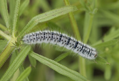 Lasiocampa trifolii