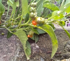 Solanum corymbosum