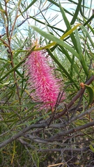 Hakea francisiana