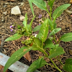 Solanum corymbosum