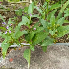Solanum corymbosum