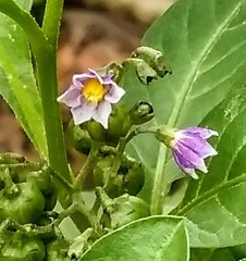 Solanum corymbosum