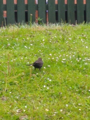 Turdus merula