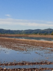 Nycticorax nycticorax