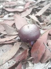 Cortinarius archeri