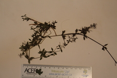 Galium asprellum